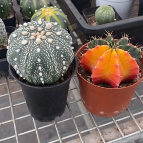 .****雪球组合2颗仙人球