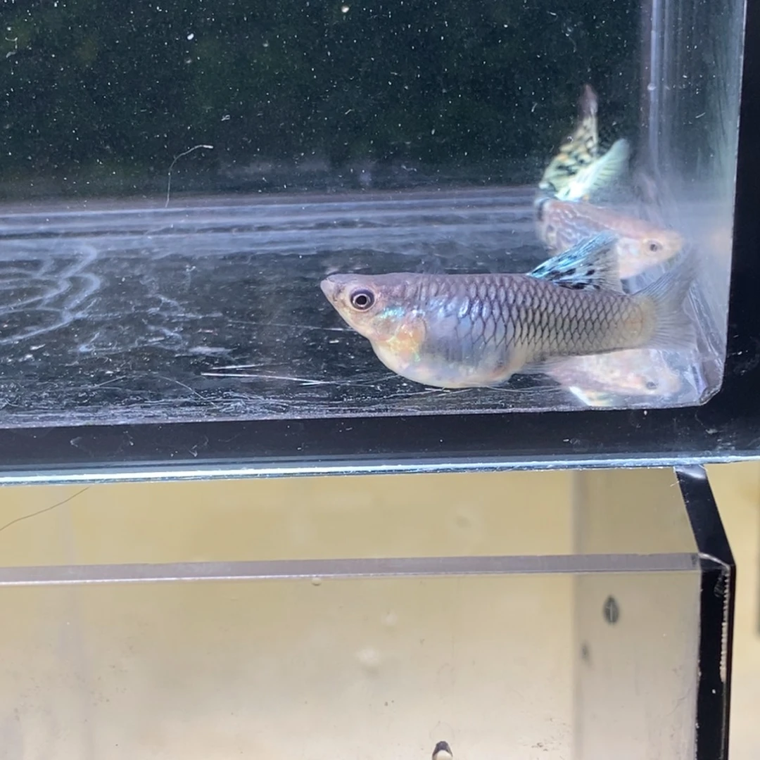 孔雀鱼搭背蛇王一对