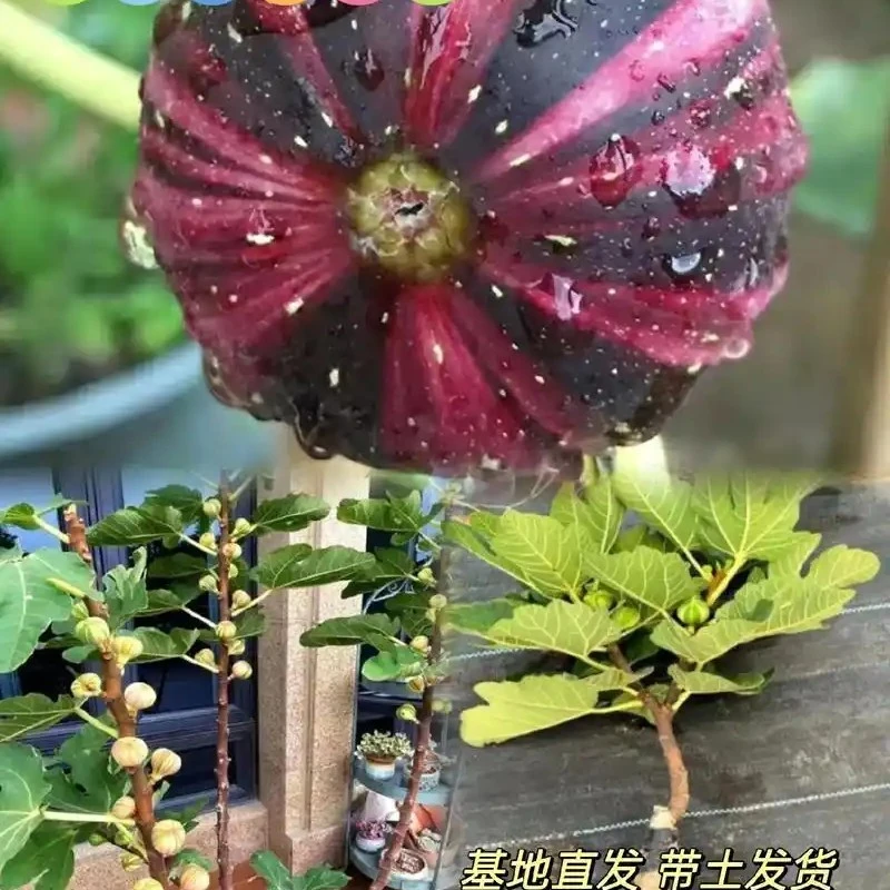 彩虹无花果树苗果苗带土球发货四季可盆栽地栽南北方阳台水果树苗