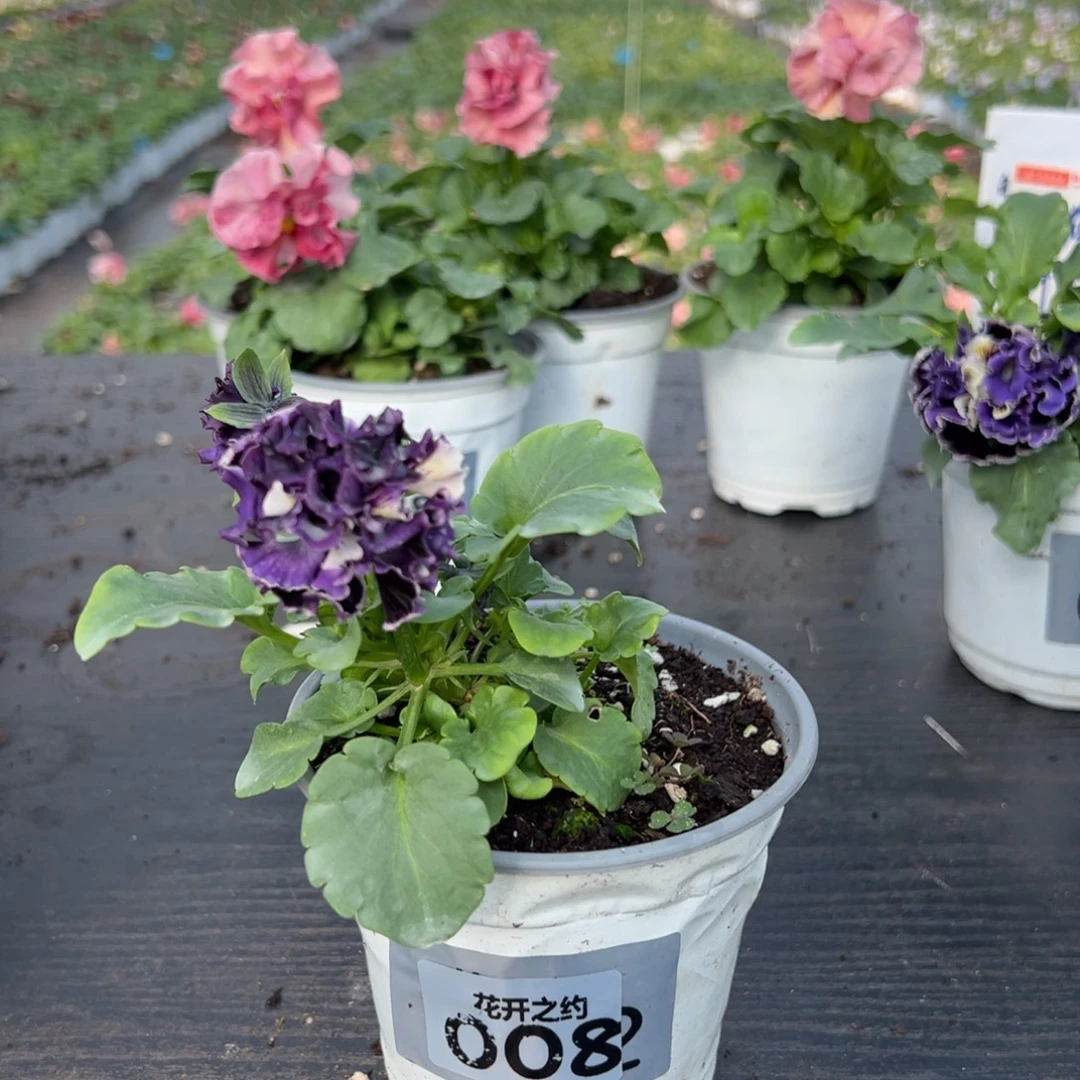 少量花朵（建议范围：2朵-5朵 或40%以下）008号