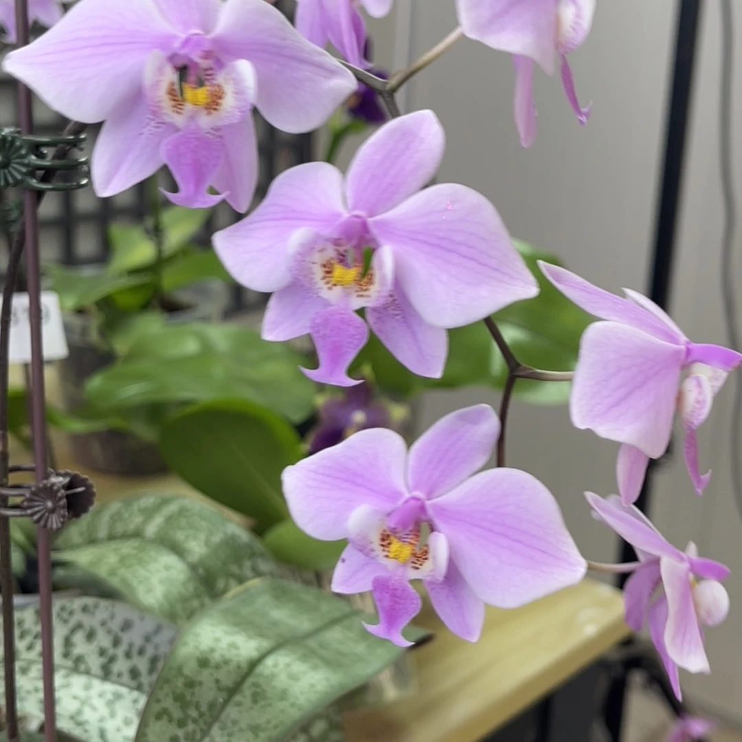 完全开放JG2348-1360