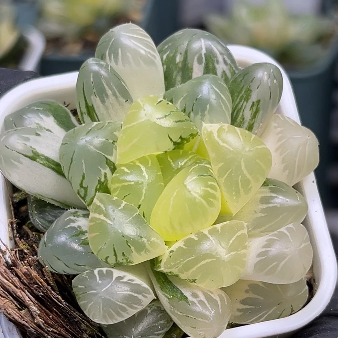 恭喜发财大吉大利1451