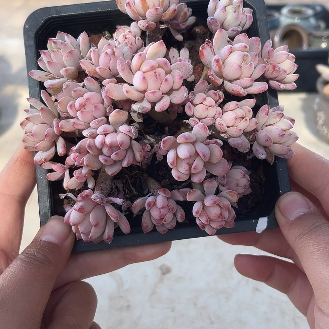 蓝豆杂。 1111111111111