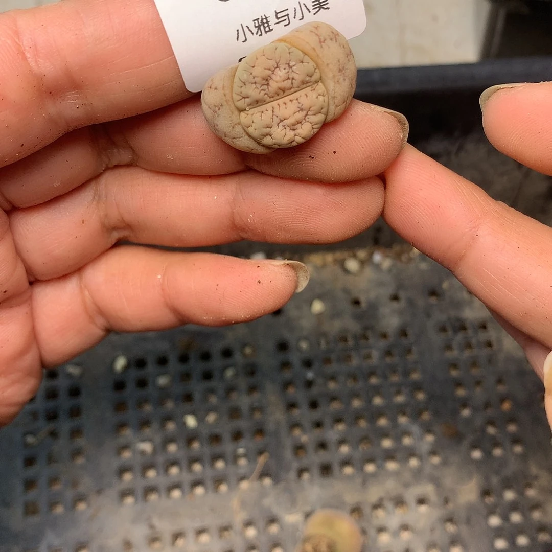 C650多肉植物保护研究所