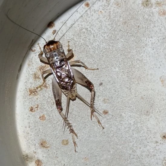 云***叔蟋蟀坤园蟋蟀蛐蛐蛐蛐