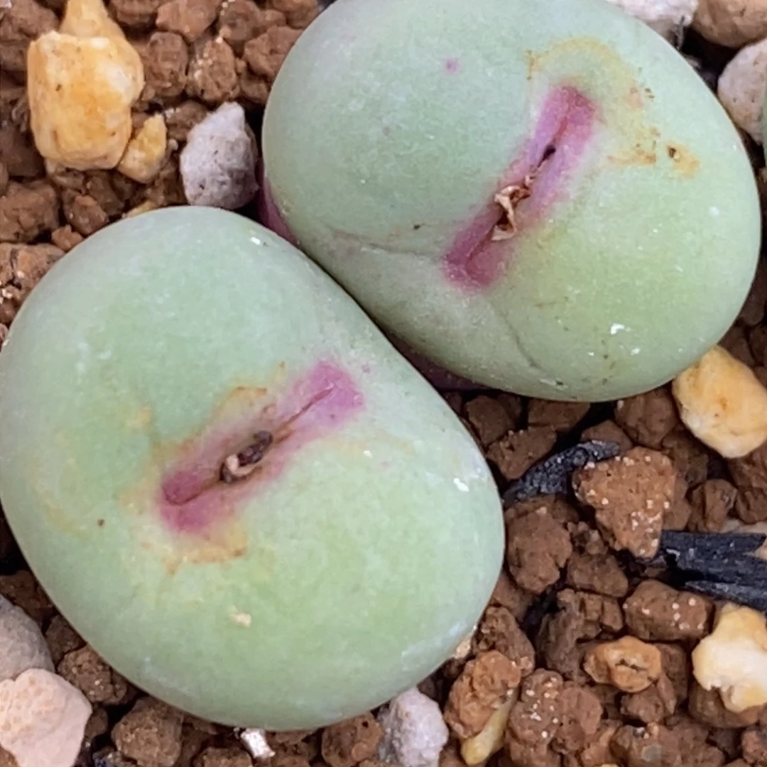 赤***宵好看好看贝特芬红嘴嘴