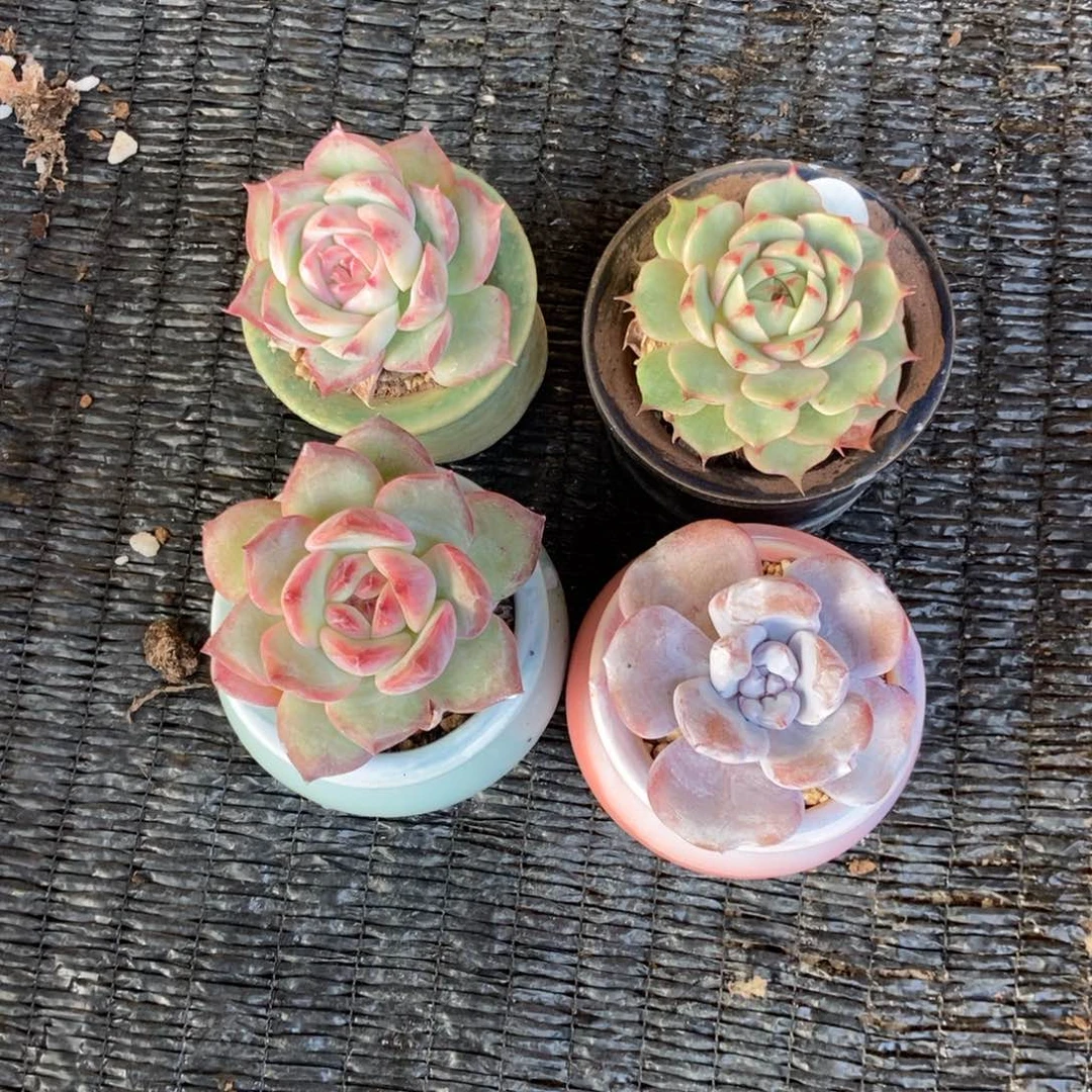 庄***庄2358四颗带盆发货