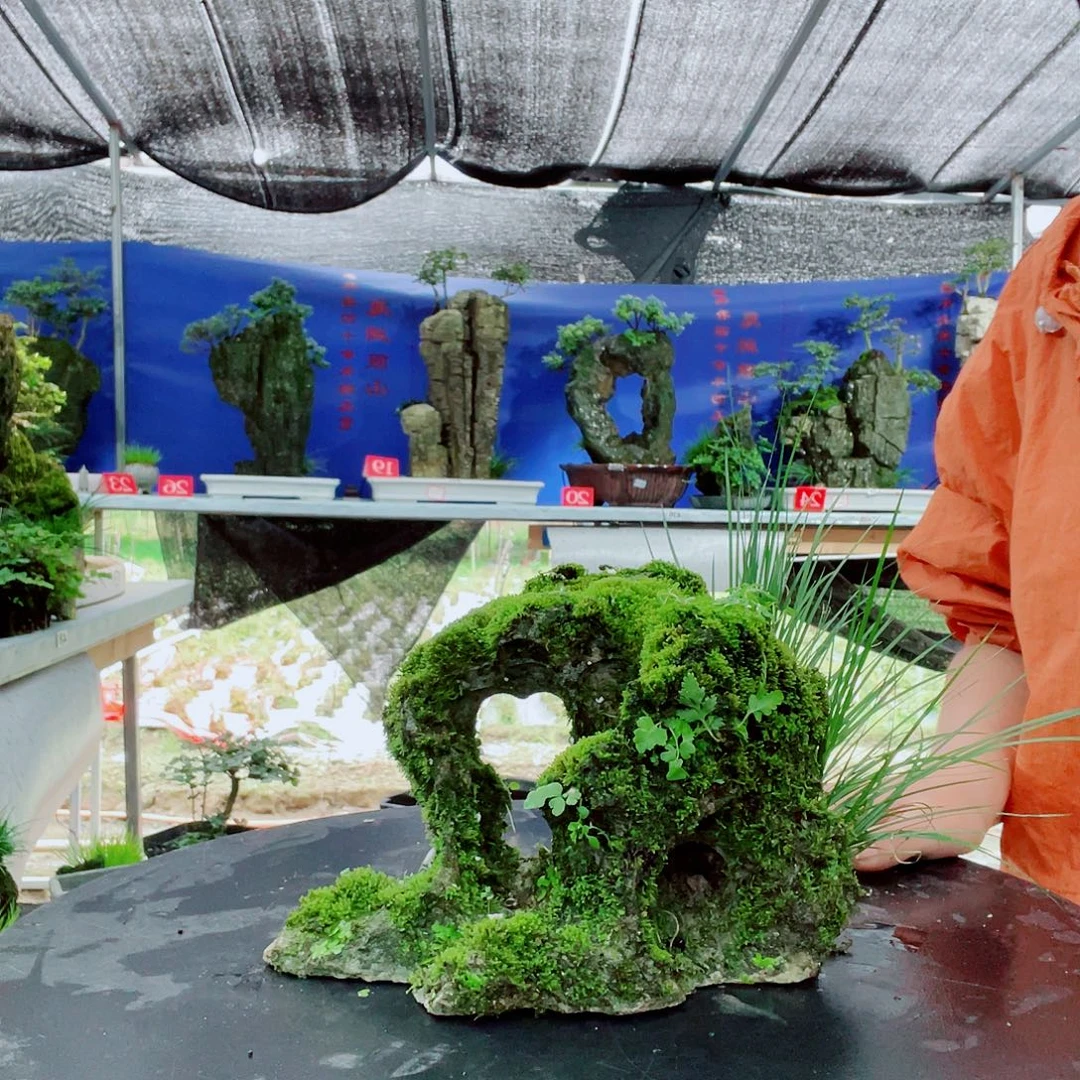 梦***）完全开放意阔老师家不带盆