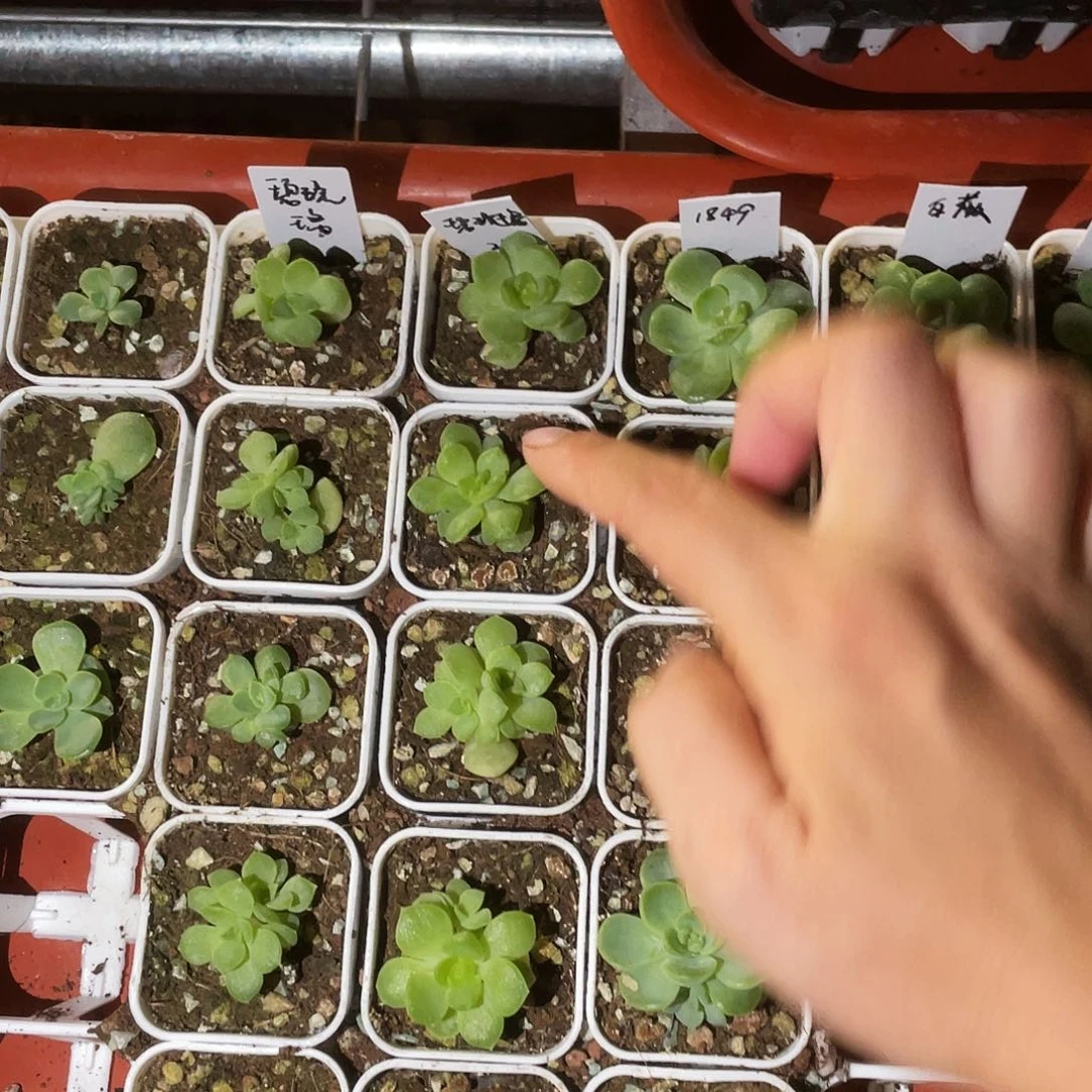 碧琉璃中苗盆1号床一个满25包邮