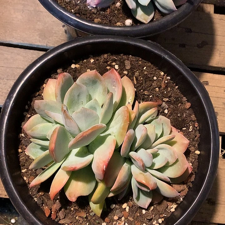 无花朵明**星多肉植物566545