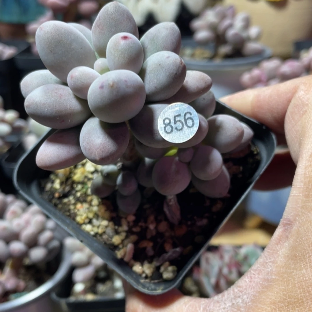 仙子奶酪多肉植物