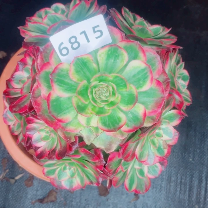 来****赤子心特价多肉发货