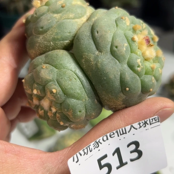 513仙人球的故事是