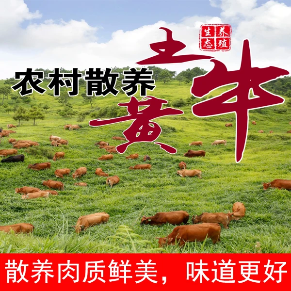 贵州榕江跑山小黄牛，直播间改价链接