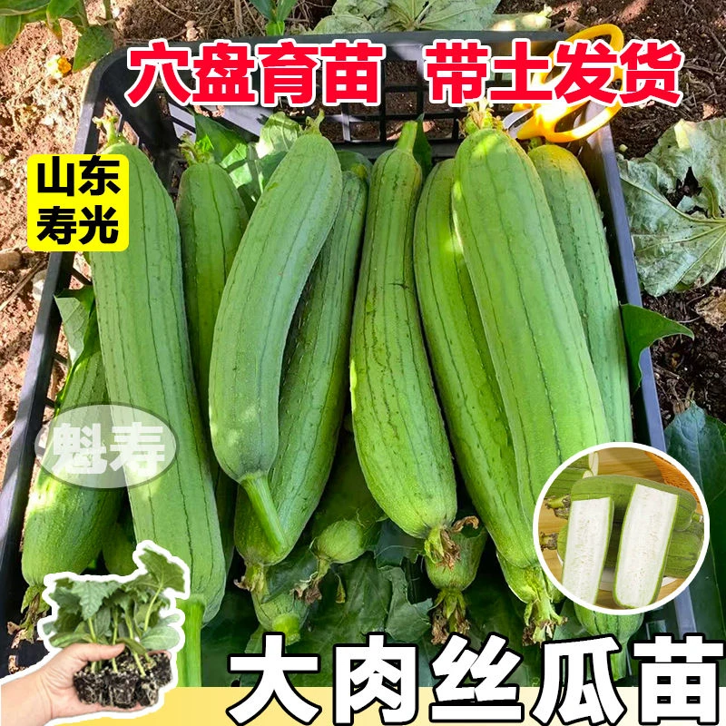 大肉丝瓜苗 短棒大肉丝瓜秧苗春夏秋季四季丝瓜苗蔬菜苗大全秧苗
