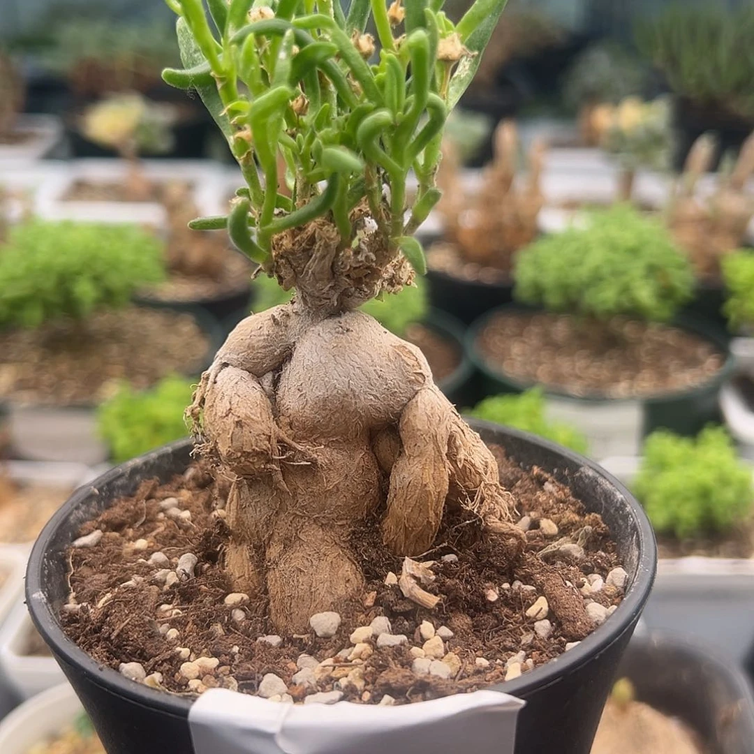 302号冰花10.7多肉