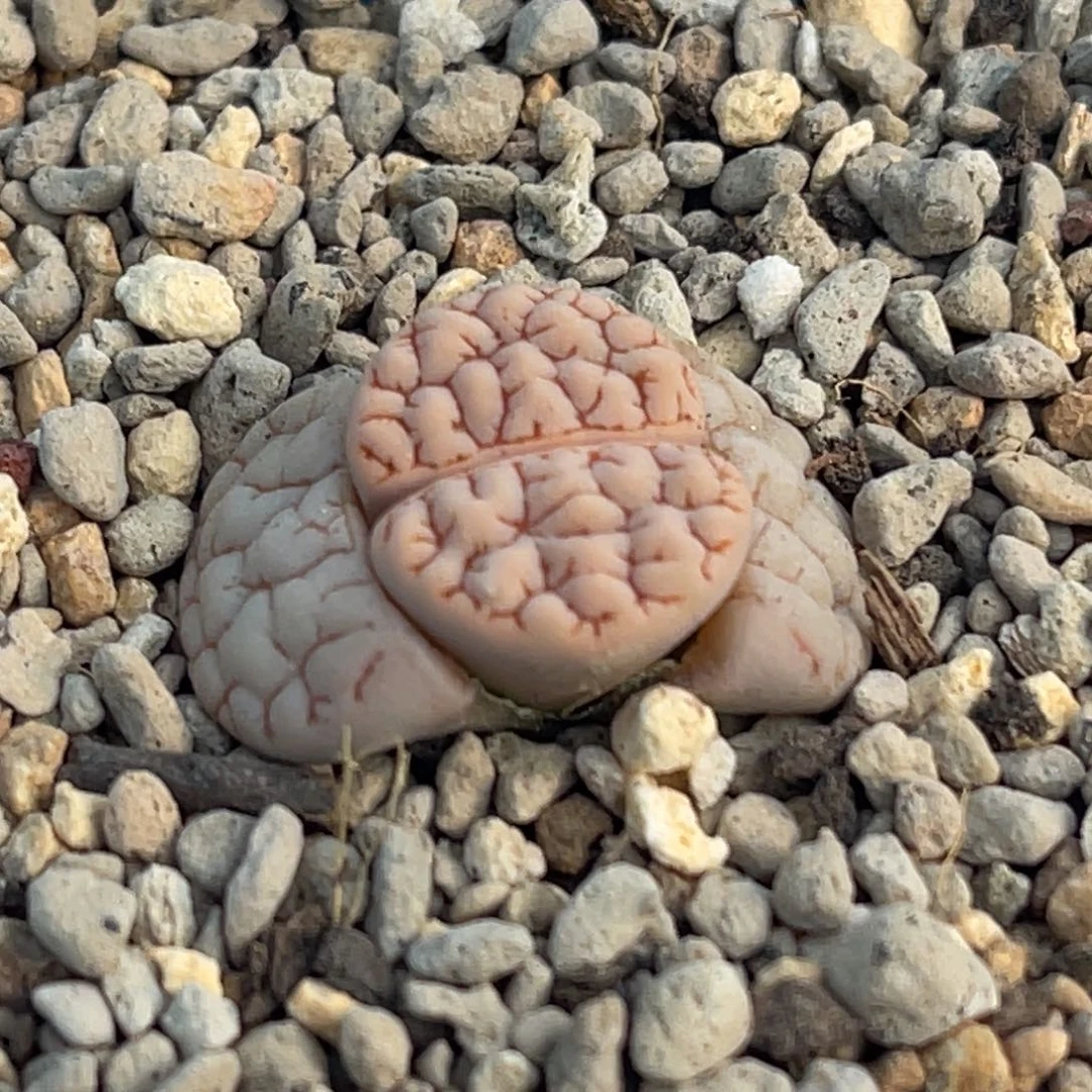 8332红纹凹凸蛙哥189一颗