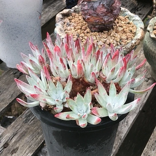 韩货法瑞诺莎仙女棒