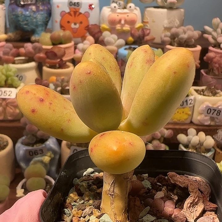 T大叶芒果奶盆口5cm