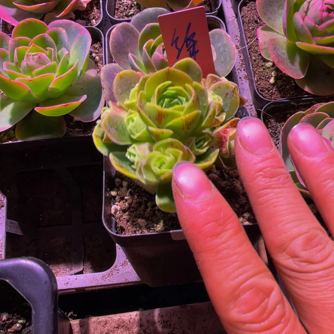 蒋小玉77多肉植物花卉