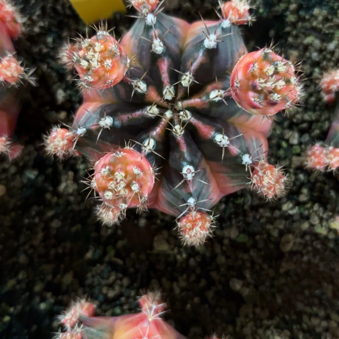 201-0104泰国发货多肉