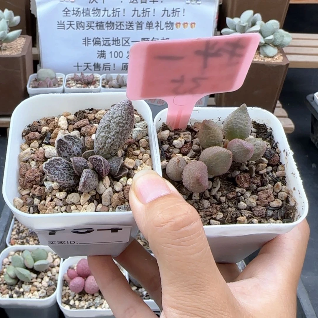 754草莓暗恋多肉