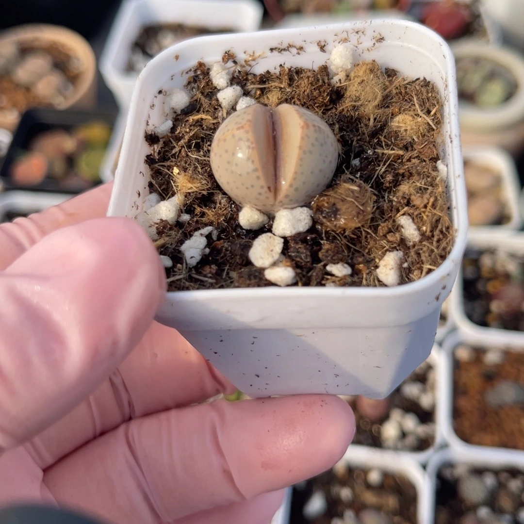 多肉植物一物一拍7