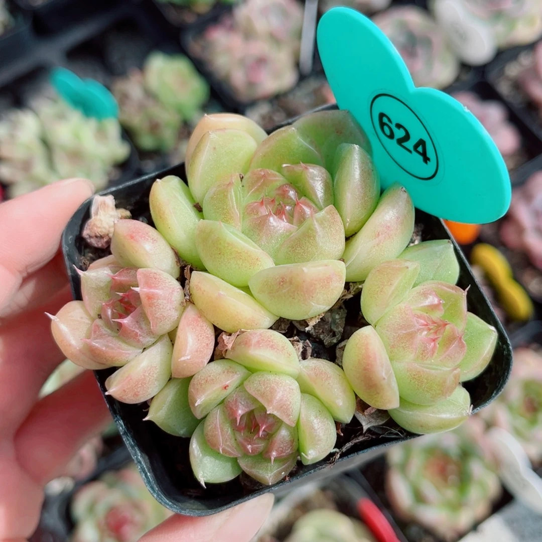 624号小老桩新品珍妮群