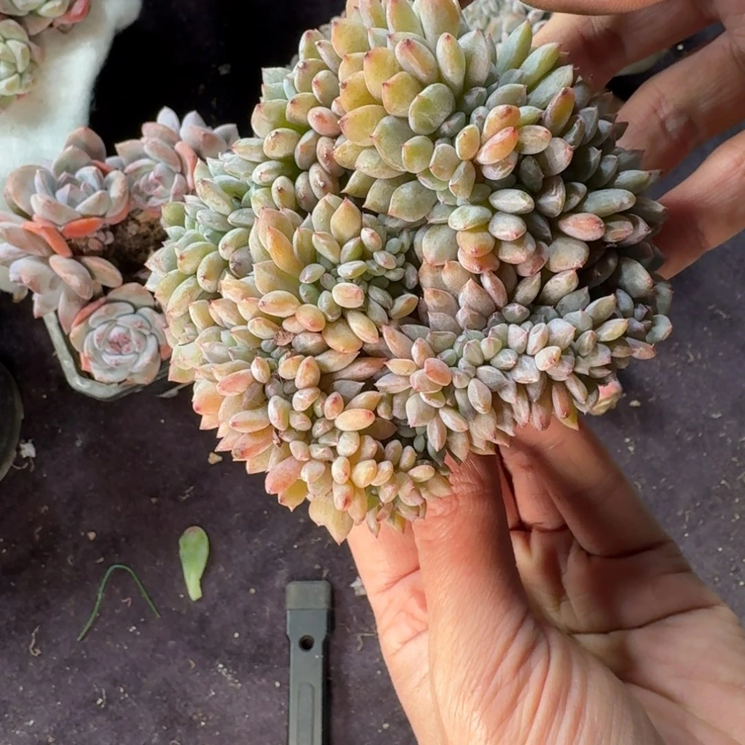 星影缀化一物一拍