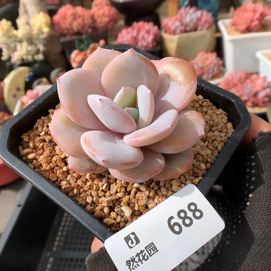 688奶茶多肉植物66666