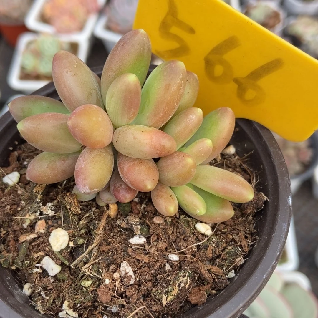 566芒果美人多肉植物保护