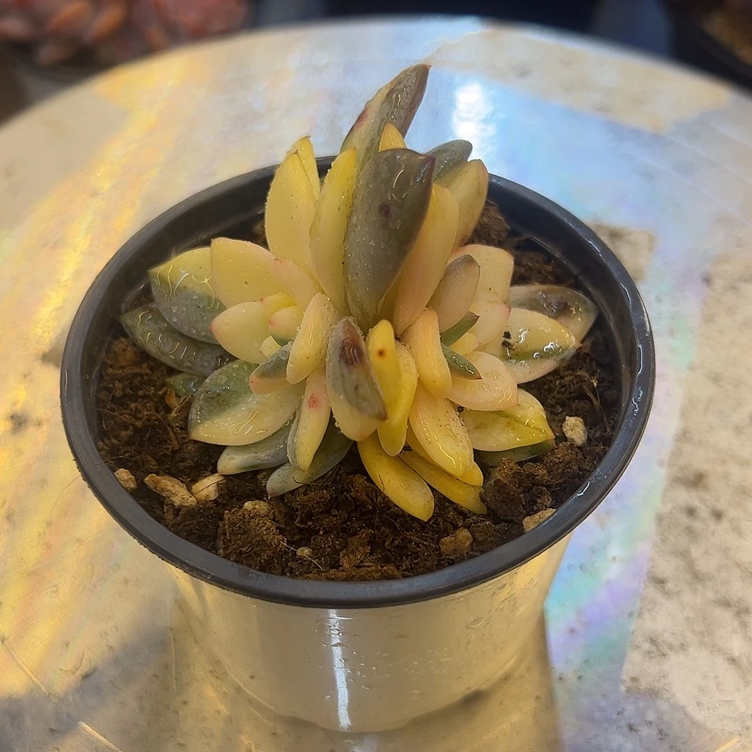 橙子锦，，，，，，，，，，，，