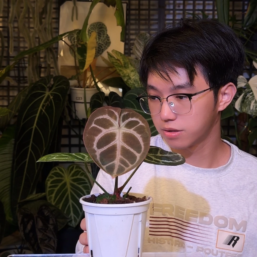 完全开放F20 粉脉圆脸撕裂纹