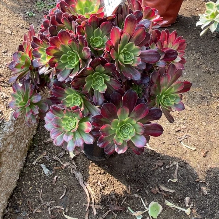 309号韶华多肉植物