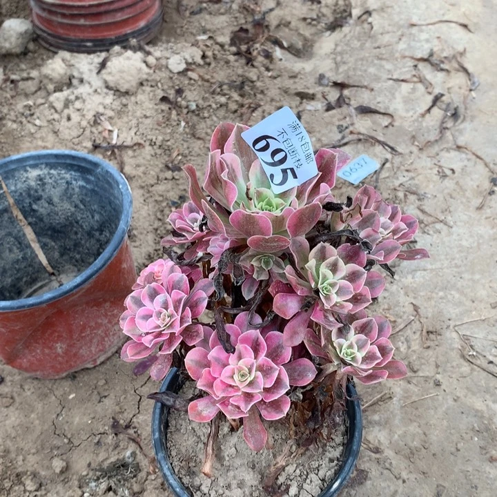 695美杜莎手捧3号