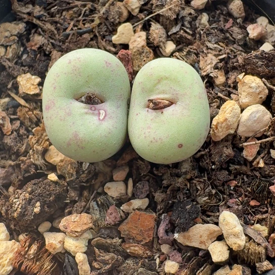 788贝特芬双头带盆发货