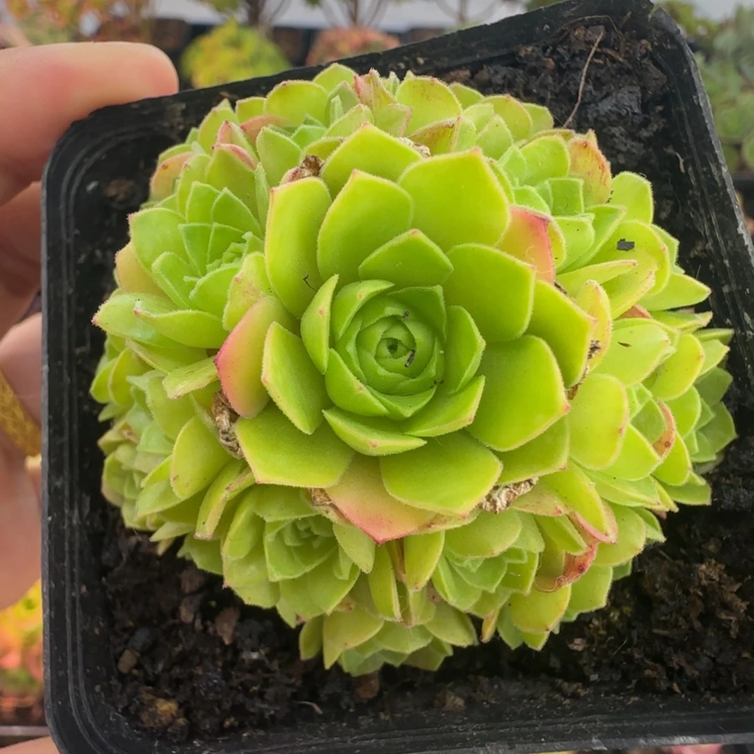 L713半城玫瑰米粒儿不含盆土