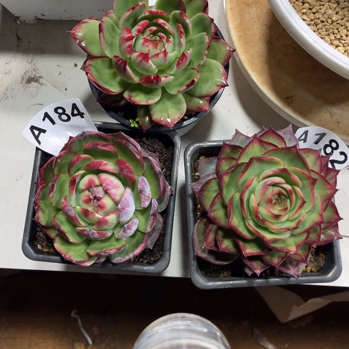 我****惊鸿仙子多肉植物A184.185.182