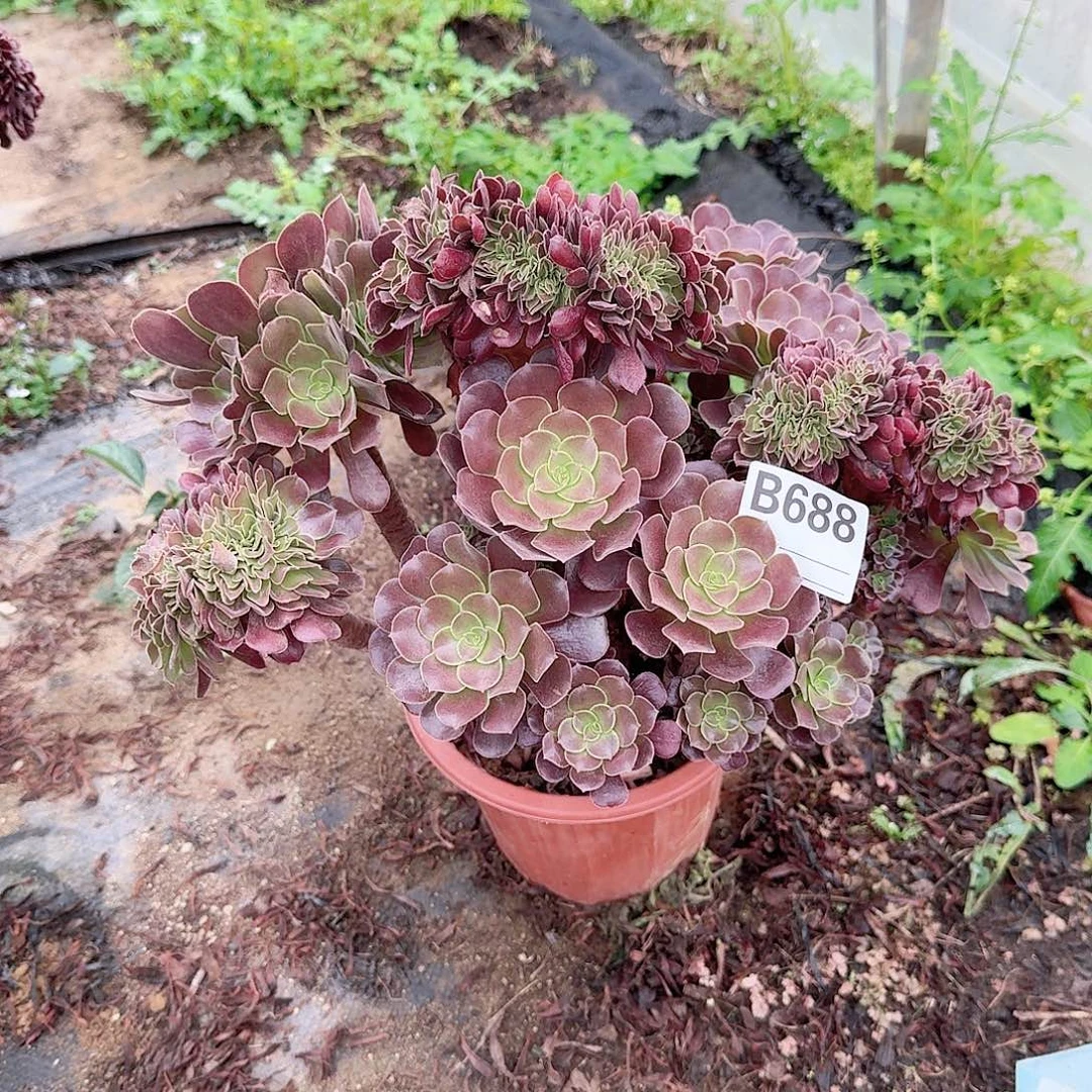 688欧紫朵朵一颗呀呀
