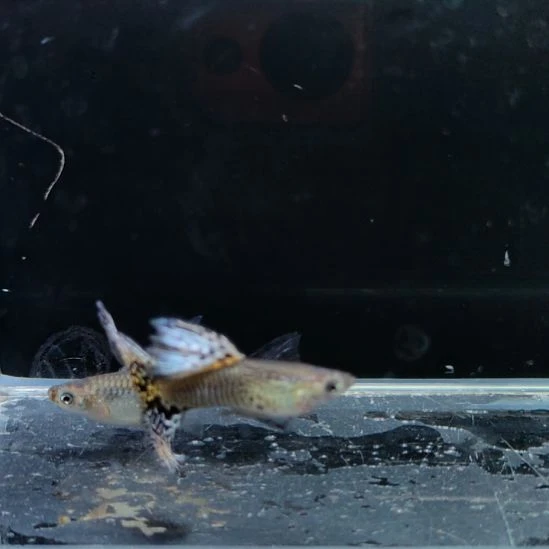 孔雀鱼微瑕银蛇一对