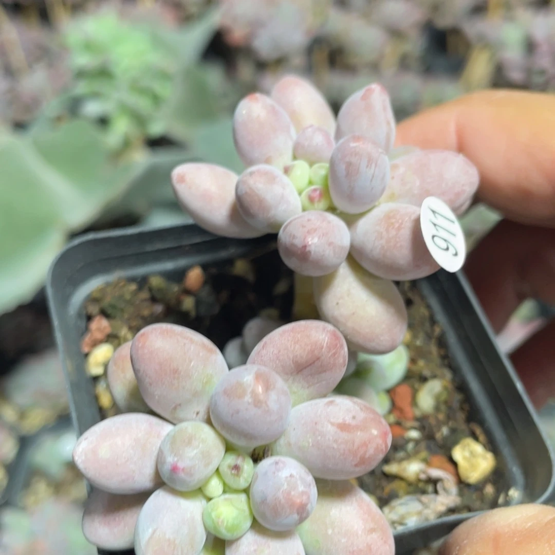 仙子奶酪多肉植物