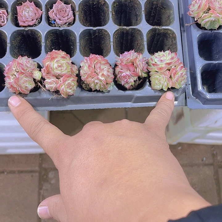 三***九玫瑰仙子5颗【满10颗包邮】