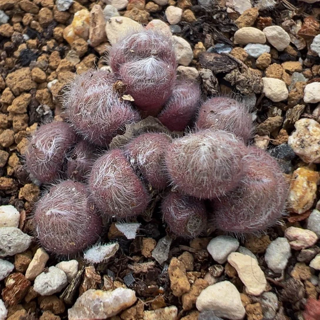 36多肉植物百科毛球