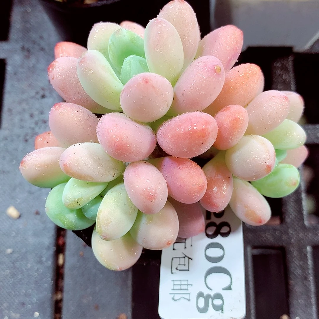 5厘米盆精控多肉280