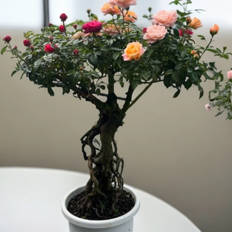 【松之梦园艺】提根盆景造型月季花阳台庭院多季开花