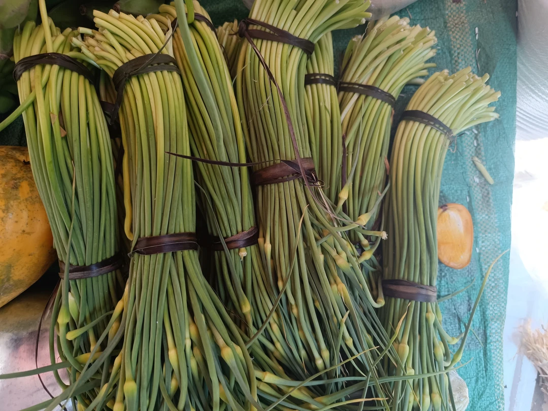 蒜苔/云南农家自种老品种蒜苔