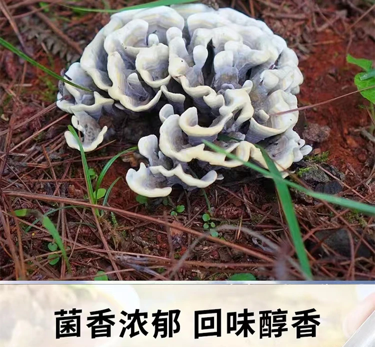 【野生新鲜干巴菌】云南新鲜干巴菌 马牙菌