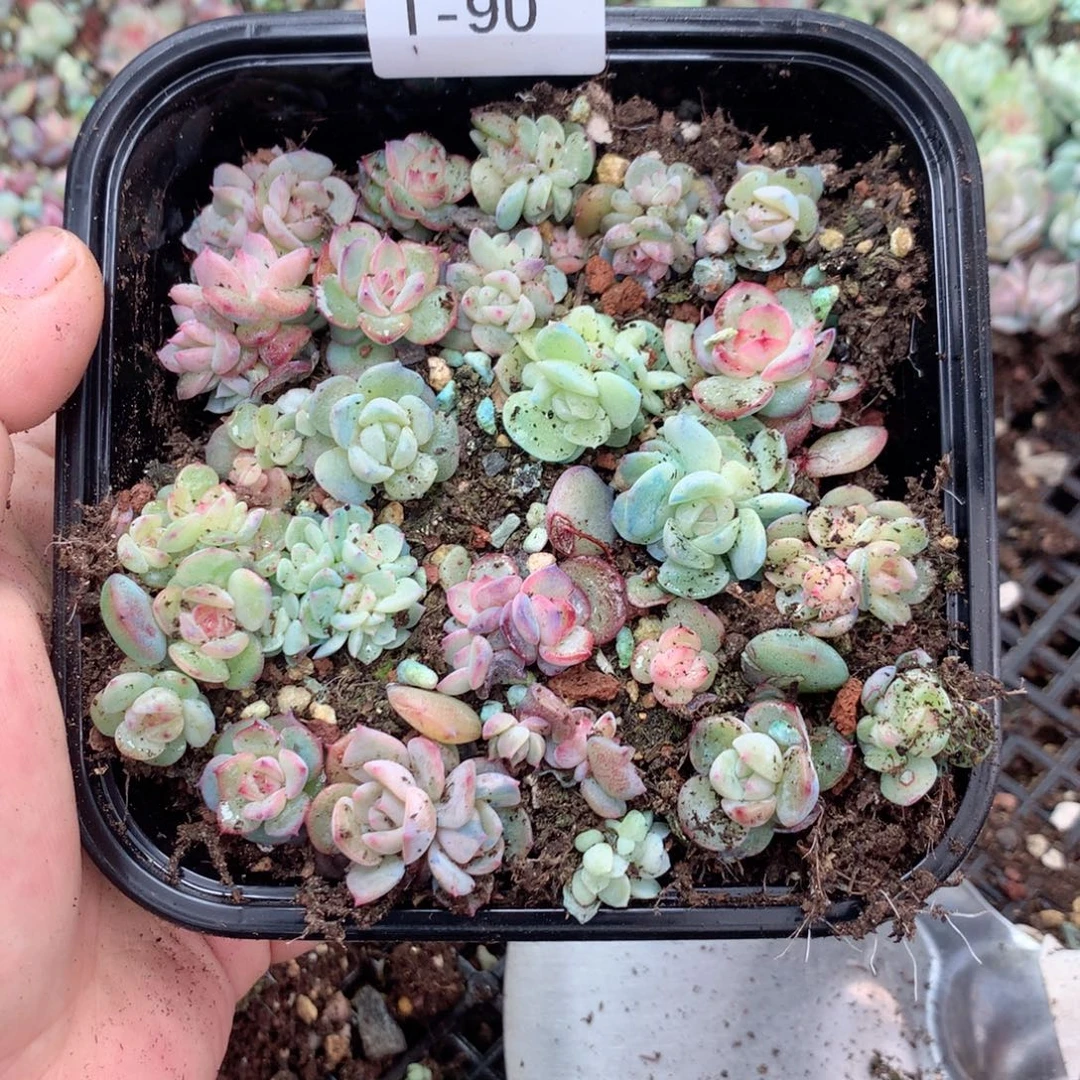 无花朵T90英语英语
