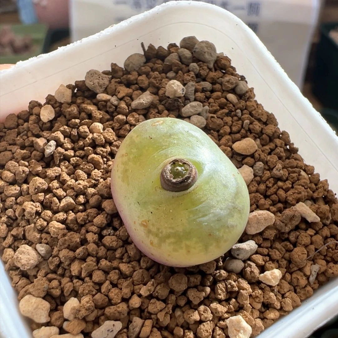 737。厚皮吕氏杂。多肉