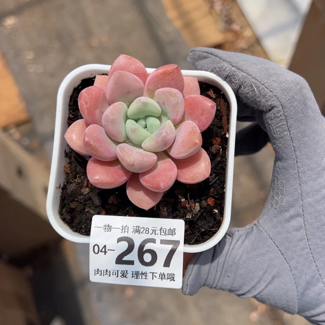 祈*?花斑鹿多肉多肉多肉多肉